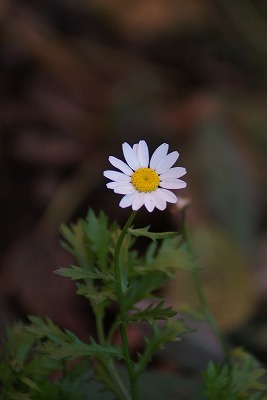 f0170524_15325665.jpg