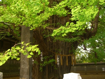 b0157532_1546538.jpg