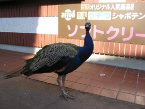 c0090236_06481.jpg