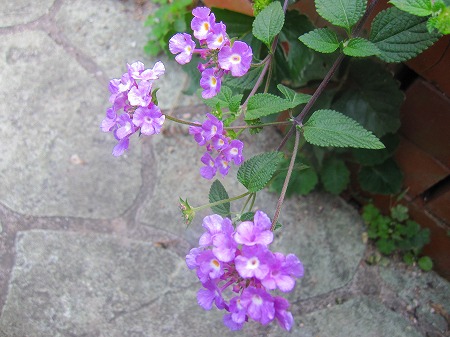 山茶花の季節に_f0106843_21154011.jpg