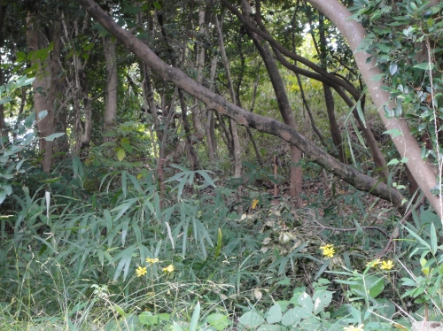 c0108460_19464085.jpg