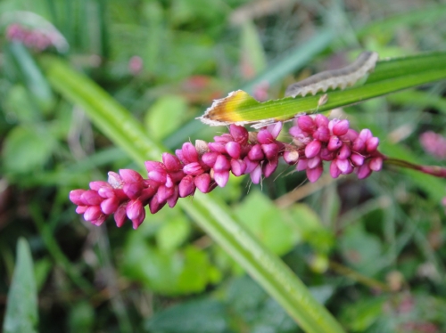 c0108460_1947245.jpg