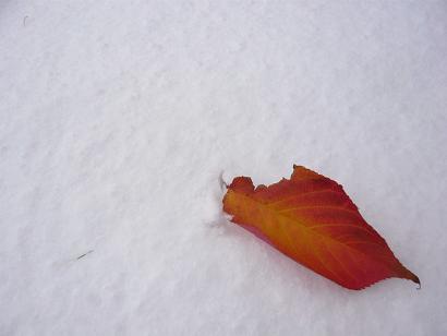 雪が降る頃_f0130574_19592610.jpg