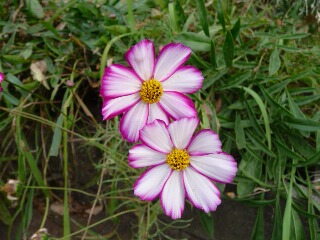 e0046477_155142.jpg