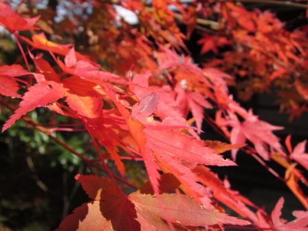 いつまでたっても先に進めない！高野山ポタ（紅葉編）_e0138081_1542353.jpg