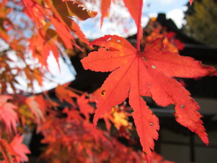 いつまでたっても先に進めない！高野山ポタ（紅葉編）_e0138081_15464876.jpg