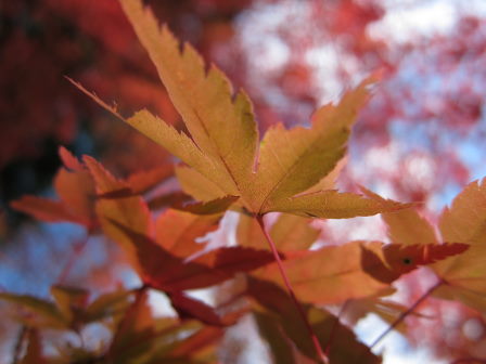 いつまでたっても先に進めない！高野山ポタ（紅葉編）_e0138081_1548815.jpg