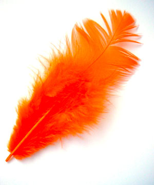 これが、オレンジの羽根です_d0081884_935165.jpg