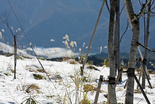 雪の大山　その弐_e0190885_20502470.jpg