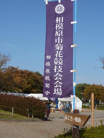 公園散歩（菊花展）_c0189388_1512495.jpg