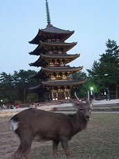 奈良の一日　阿修羅像とゆっくり対面　11/6_b0097689_765820.jpg