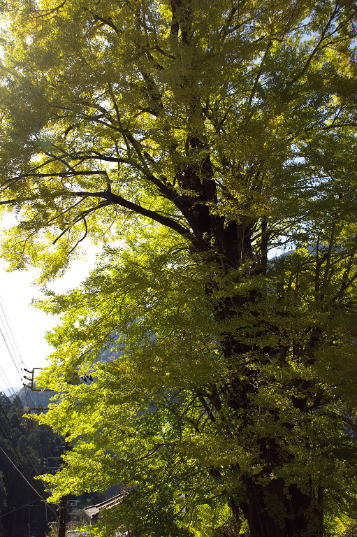 2009.11.06身延山・本栖湖・河口湖_f0190989_6364499.jpg