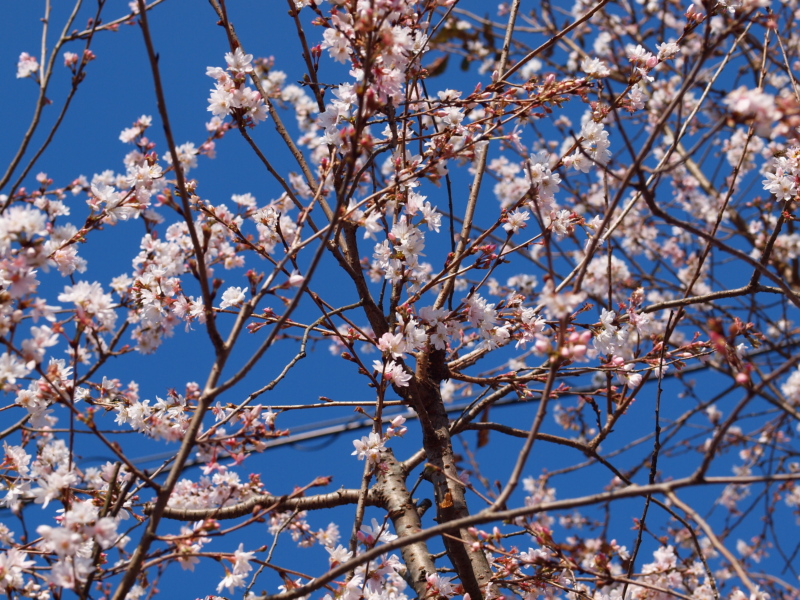 桜の花を・・・_f0183393_212894.jpg