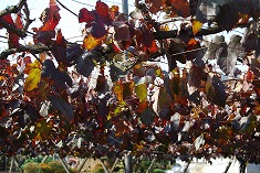 c0124100_1821362.jpg