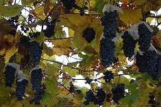 c0124100_1823083.jpg