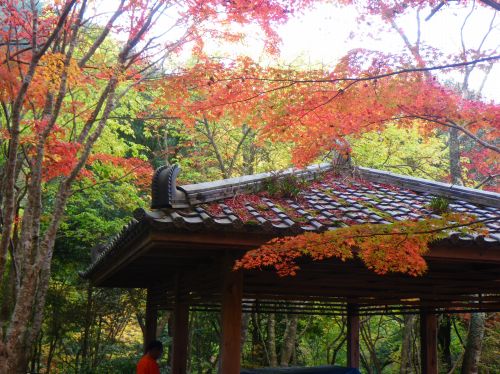 芦屋川から六甲山頂、有馬・瑞宝公園へ_a0078106_16534399.jpg