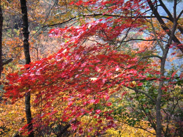 09.11.10(火) ホテル紅葉_a0062810_212996.jpg