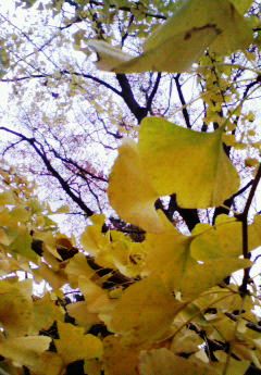 秋色に染まる市民の森_e0194714_12132188.jpg