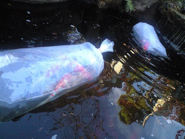 d0000919_0111318.jpg