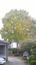 f0161535_223940100.jpg