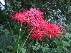 c0174644_046694.jpg