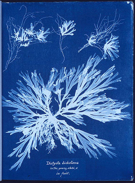 Anna Atkins　ふたたび_d0129646_11502798.jpg