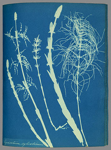 Anna Atkins　ふたたび_d0129646_1150921.jpg