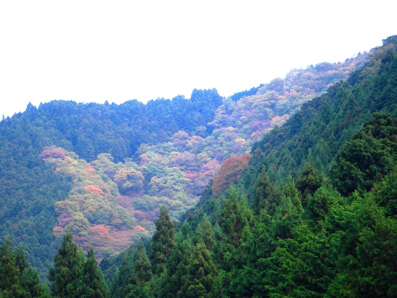 カトラ谷から紅葉の金剛山_a0122149_2212877.jpg