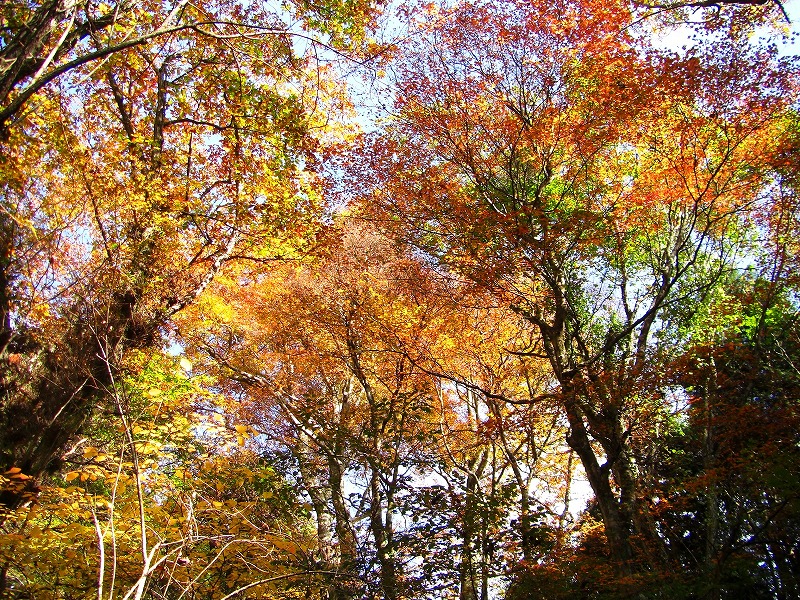 カトラ谷から紅葉の金剛山_a0122149_22215485.jpg