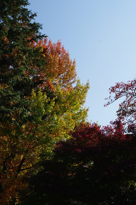 2009紅葉 Ⅱ　真如堂～吉田山～哲学の道_f0152550_22404478.jpg