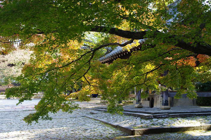 2009紅葉 Ⅱ　真如堂～吉田山～哲学の道_f0152550_22405534.jpg