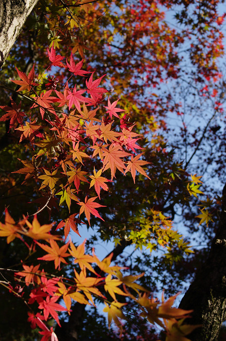 2009紅葉 Ⅱ　真如堂～吉田山～哲学の道_f0152550_22411219.jpg