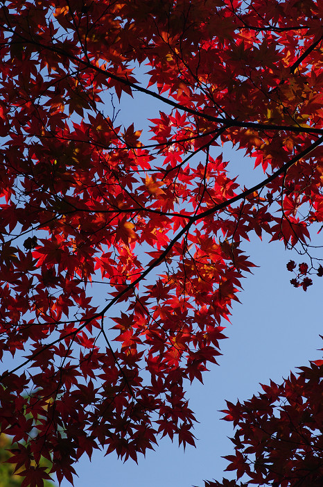 2009紅葉 Ⅱ　真如堂～吉田山～哲学の道_f0152550_22412561.jpg