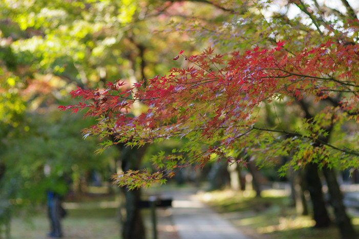 2009紅葉 Ⅱ　真如堂～吉田山～哲学の道_f0152550_22413137.jpg