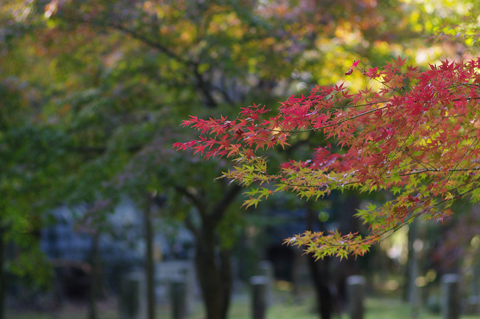 2009紅葉 Ⅱ　真如堂～吉田山～哲学の道_f0152550_22414290.jpg