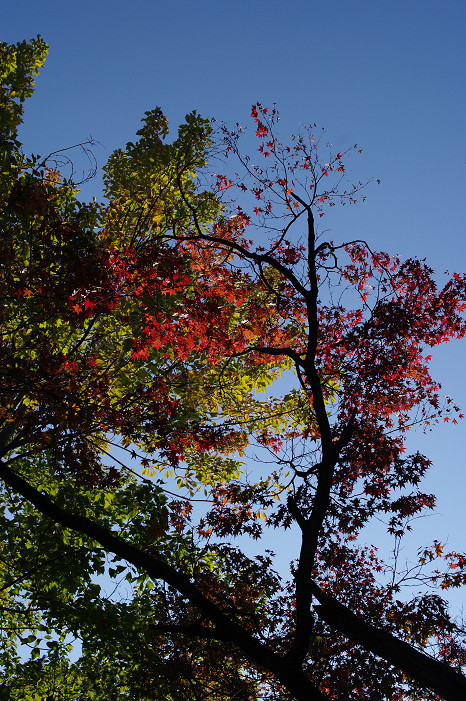 2009紅葉 Ⅱ　真如堂～吉田山～哲学の道_f0152550_2241659.jpg