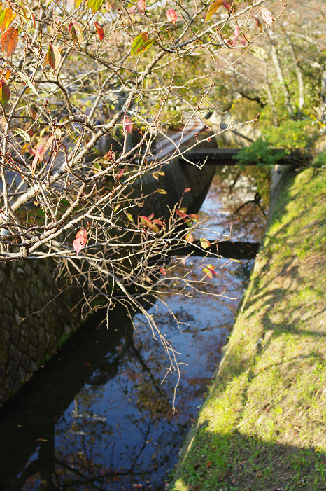 2009紅葉 Ⅱ　真如堂～吉田山～哲学の道_f0152550_22431158.jpg