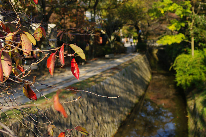 2009紅葉 Ⅱ　真如堂～吉田山～哲学の道_f0152550_22433173.jpg