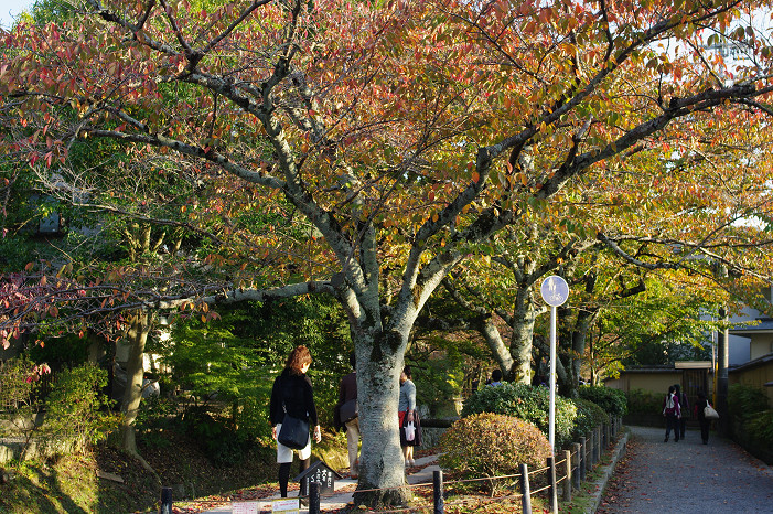 2009紅葉 Ⅱ　真如堂～吉田山～哲学の道_f0152550_22433946.jpg