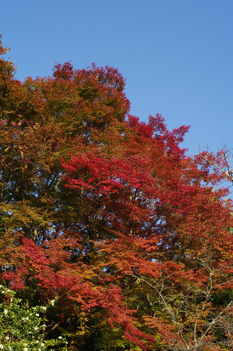 2009紅葉 Ⅱ　真如堂～吉田山～哲学の道_f0152550_22442262.jpg