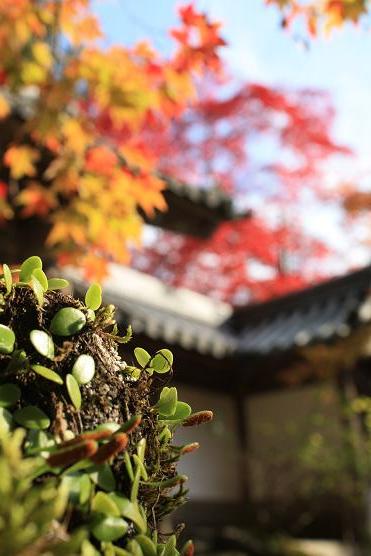 秋の京都を楽しむ＠西明寺_b0135560_2283741.jpg