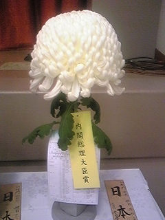 全日本菊花連盟全国大会。_b0164360_20285090.jpg