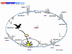 LHC、またもやトラブル、しかもここで噂の鳥が原因！_b0086362_236214.jpg