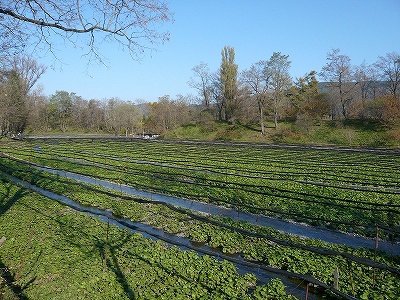 b0146964_224546100.jpg