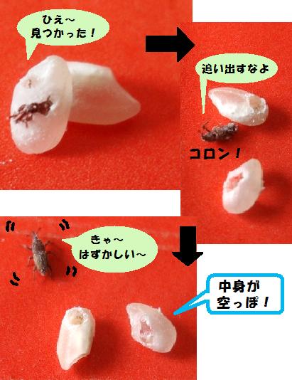 コクゾウムシ 穀象虫 うじゃうじゃ 紫芽路タウンへようこそ