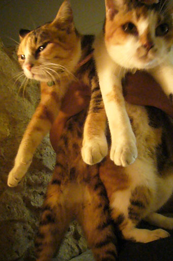lovely cats._c0153966_20523494.jpg