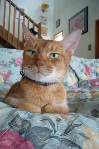 lovely cats._c0153966_2117889.jpg