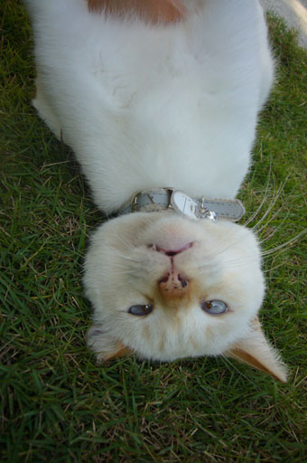 lovely cats._c0153966_21221731.jpg