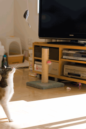 a0119470_1203327.gif