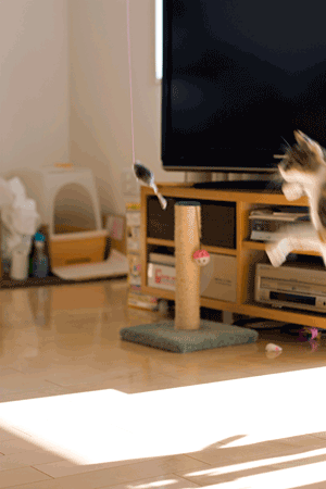 a0119470_1204478.gif